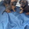 Mini Dachshund puppies