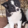 Border Collie Puppies