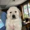 Golden Retriever puppies - AKC Purebreds