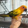 Young sun conure for sale