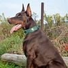 CKC Doberman Stud Service From Registered Breeder