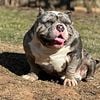 Merle Tri American Bully for stud service