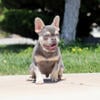 AKC Lilac Tri French Bulldog Puppy Boy (Dali)