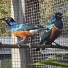 Wanted-female Superb Starling