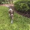 **¡Cachorros rBraco Alemán de Pelo Corto \(German Shorthaired Pointer\) disponibles\!**