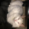 Male TICA registered Ragdoll