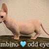 Bambino sphynx dwarf