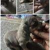ABR Pocket bully pups