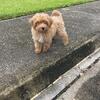 Maltipoo female puppy (red)