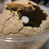 Baby crested gecko