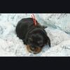 Cavalier King Charles Spaniel Puppy – ACA – Home Raised – Ready May 7