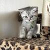 Scottish fold femae and male
