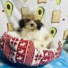MALE TOY POODLE
