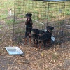 13 weeks old rottweiler female German blood