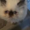 extreme and doll faced persian kittens