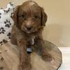 Goldendoodle Puppies