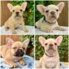 AKC French Bulldog puppies. Platinums, cream and a blue sable. AKC- great rope and conformation!