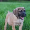 Boerboel Puppies Premier Bloodlines Unmatched Quality