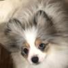 Akc blue Parti Merle Pomeranian puppy