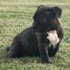 American Bully females