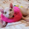 Sphynx Female 5 month old