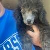 Toy poodle male ckc registered very playful