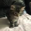 Cute little kittens Manx  cats for sale very soft fur and very friendly