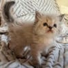 Persian kittens available