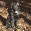 Akc black sable German shepherd male