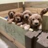 F1 Goldendoodle puppies in NC