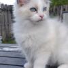 Update reserved Blue/lilac lynx bicolor ragdoll kittens fort lauderdale TICA REGISTERED