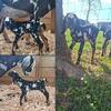 ADGA Registerable Bucklings