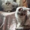 beautiful Persian kittens