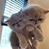 Persian kittens for sale New Jersey