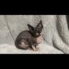Sphynx kittens looking for home