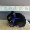 Netherland Dwarf Bunnies