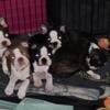 CKC registered puppies