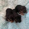Little Morkies