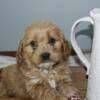 Emmy is a female Cockapoo born on December 13th 2023 and ready for a home on or after February 7th 2023.