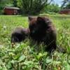 Black Smoke Himalayan Persuan Maine Coon mix