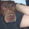 Free german shorthaired pointer 