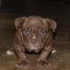 Extreme male bull puppy. ABKC reg
