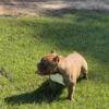 Micro Bully For Sale