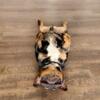 Akc 1 yr old male French bulldog