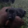 Lab Mix Puppy -Olivia- ready July 15