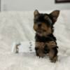 Yorkie Female For Sale