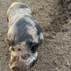 “Benny” 1/2 potbelly 1/2 kune kune
