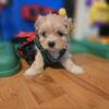 Malshi puppies in michigan