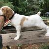 BRITTANY PUPS & STARTED DOGS.