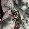 Sugar Glider Rescue !